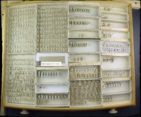 Media resource of Solenopsis molesta