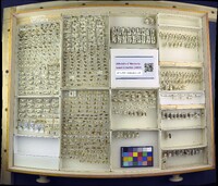 Media resource of Acanthomyops interjectus