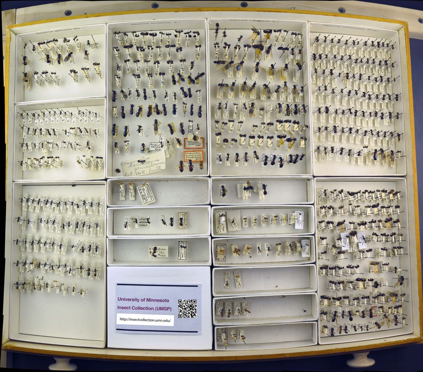 Camponotus americanus image