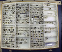 Media resource of Camponotus novaeboracensis