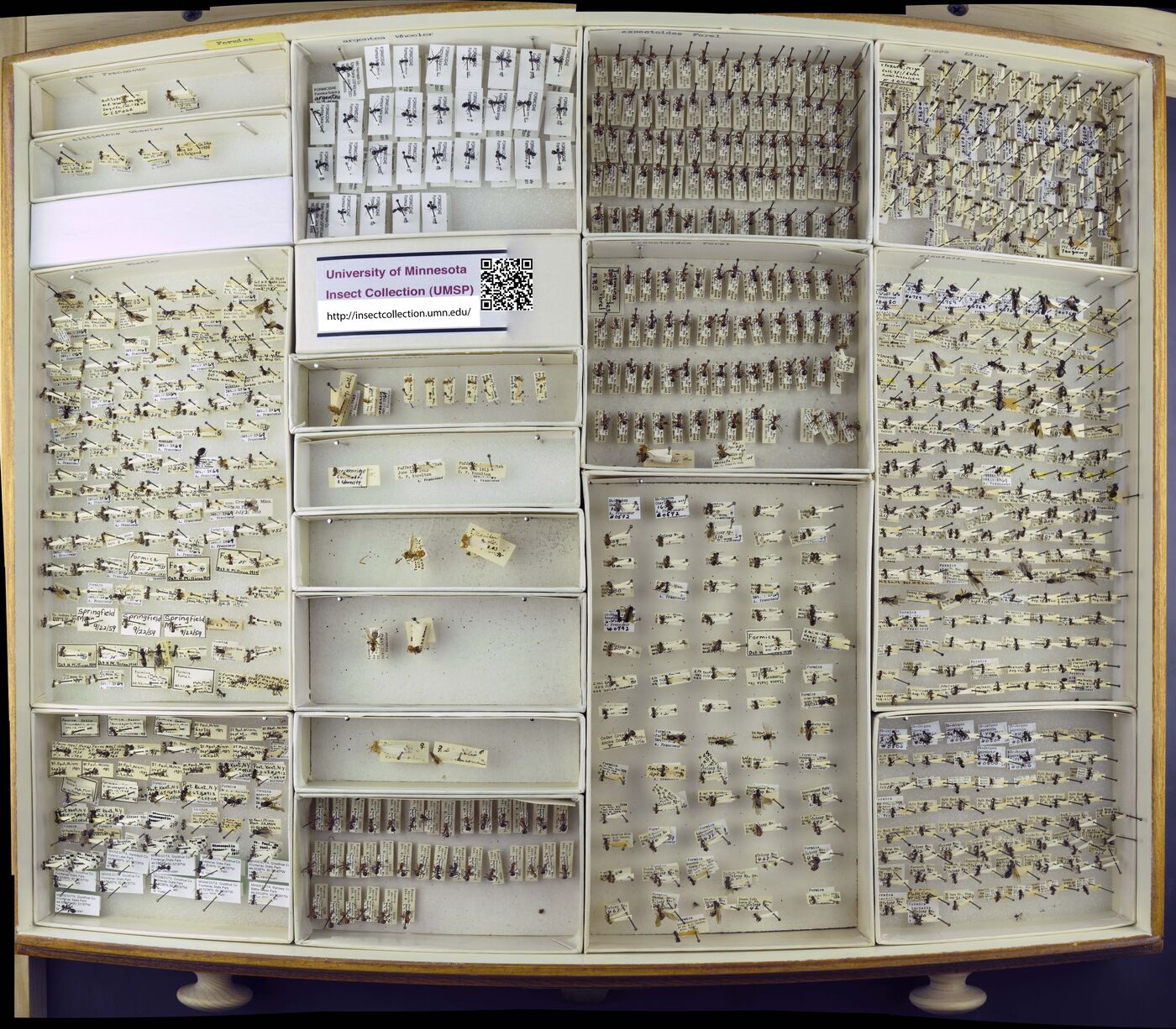 Formica altipetens image