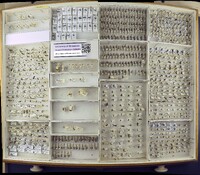 Media resource of Formica altipetens