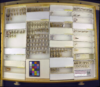 Media resource of Metzneria lappella