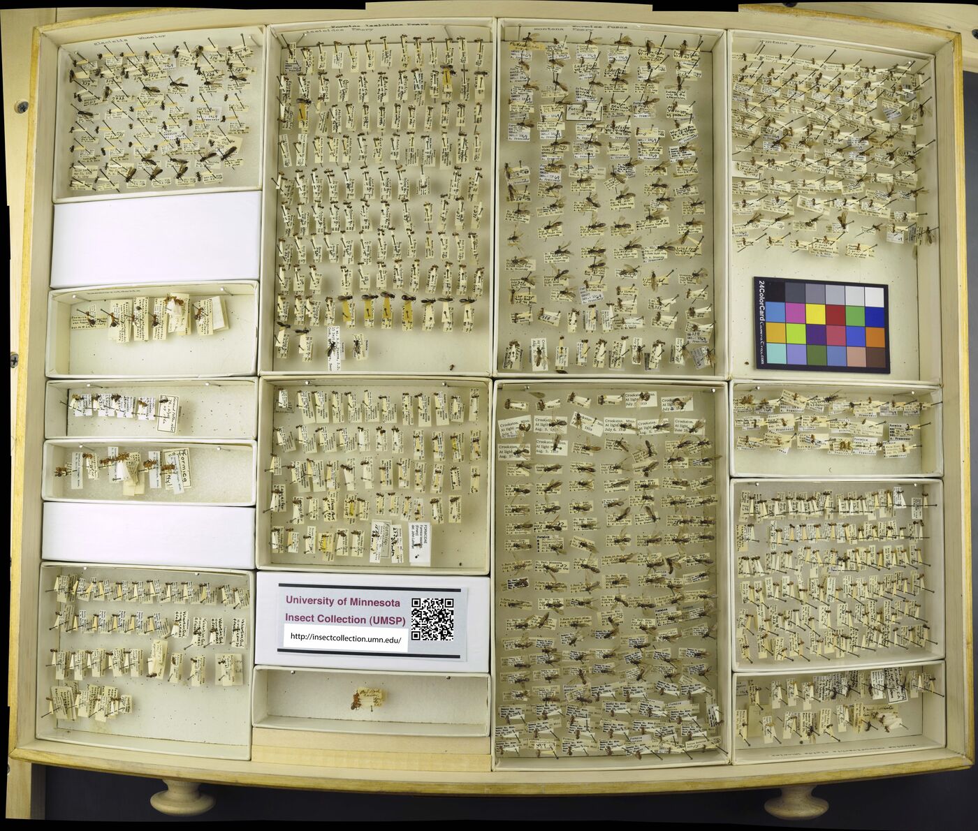 Formica lasioides image