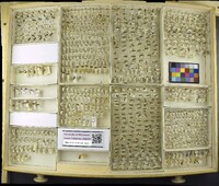 Media resource of Formica lasioides