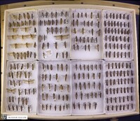 Media resource of Phryganea cinerea