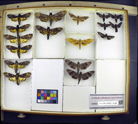 Media resource of Aellopos titan