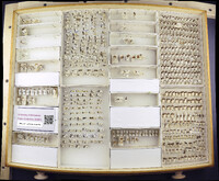 Media resource of Formica podzolica