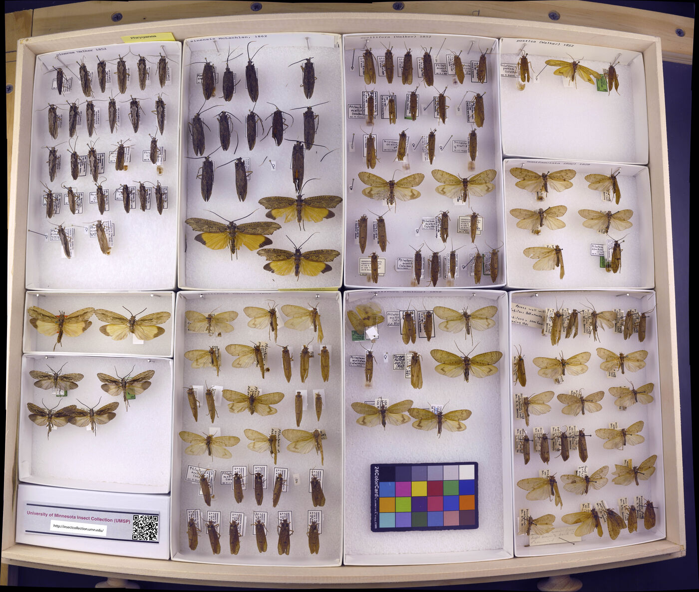 Phryganea sinensis image