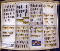 Media resource of Phryganea sinensis