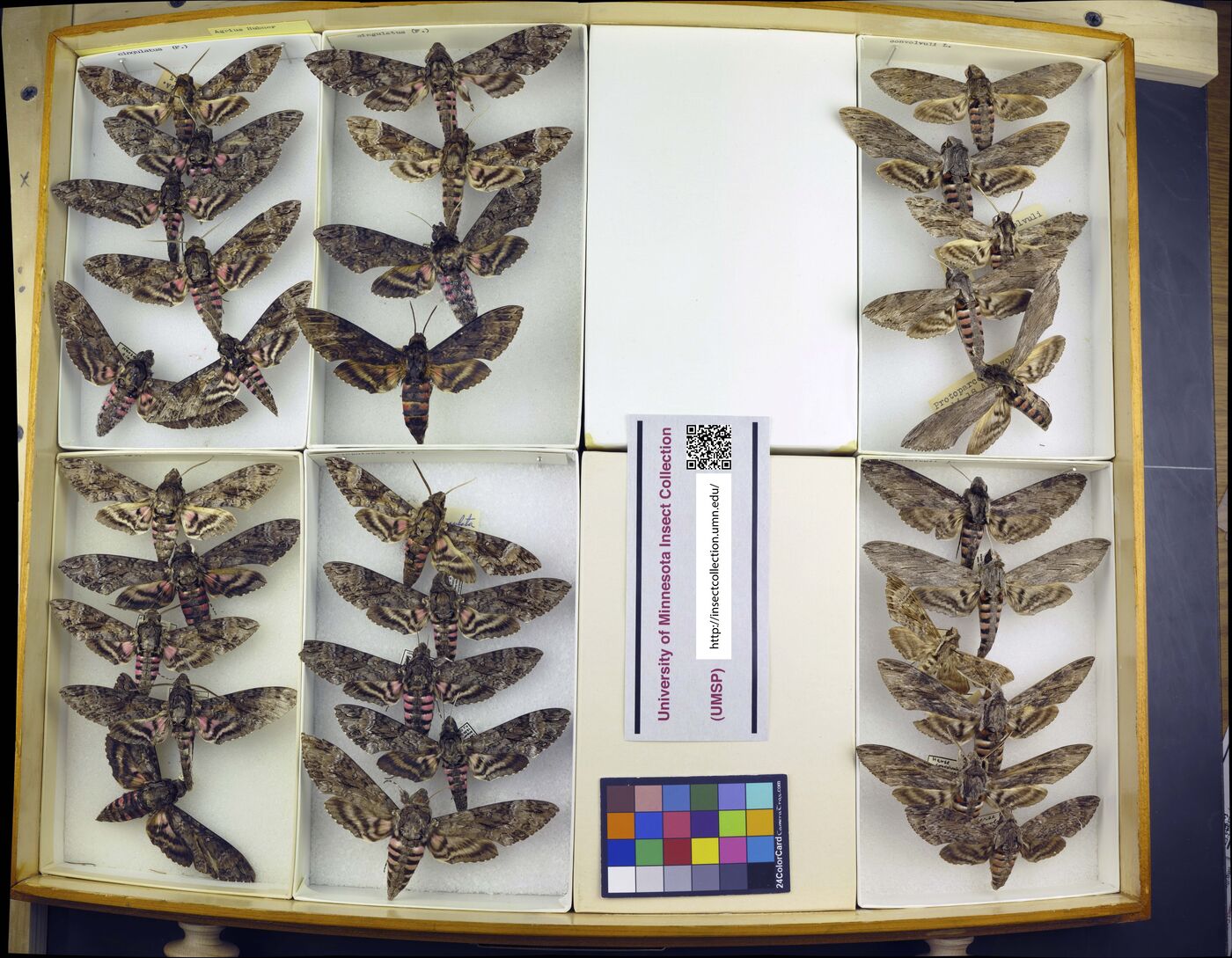 Agrius cingulata image