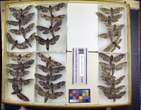 Media resource of Agrius cingulata