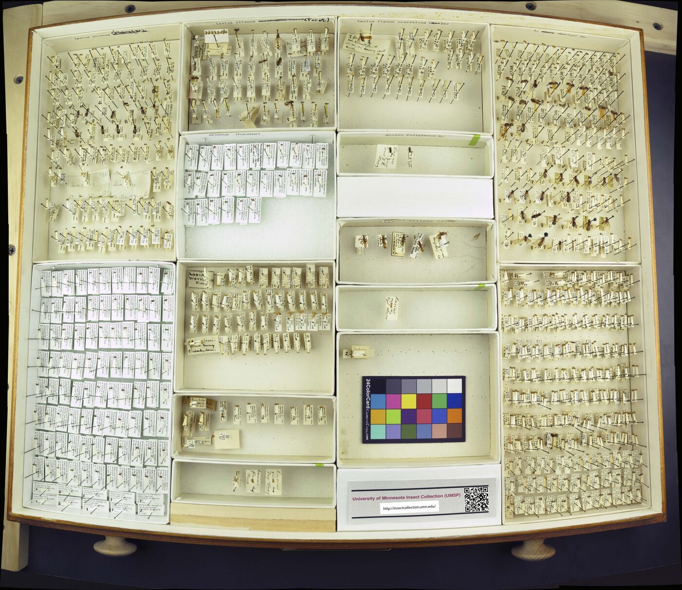 Lasius alienus image