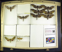 Media resource of Agrius convolvuli