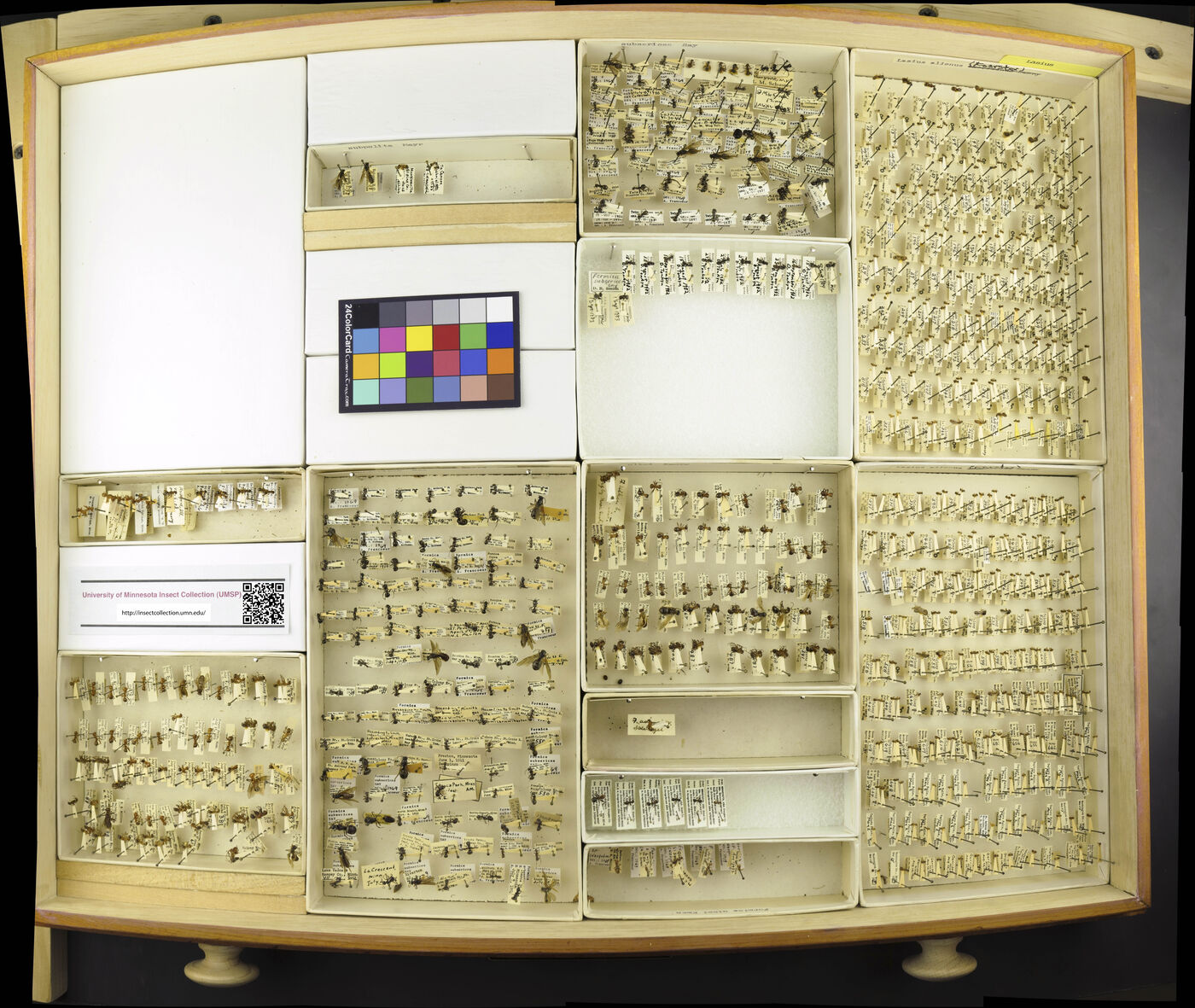 Formica subsericea image