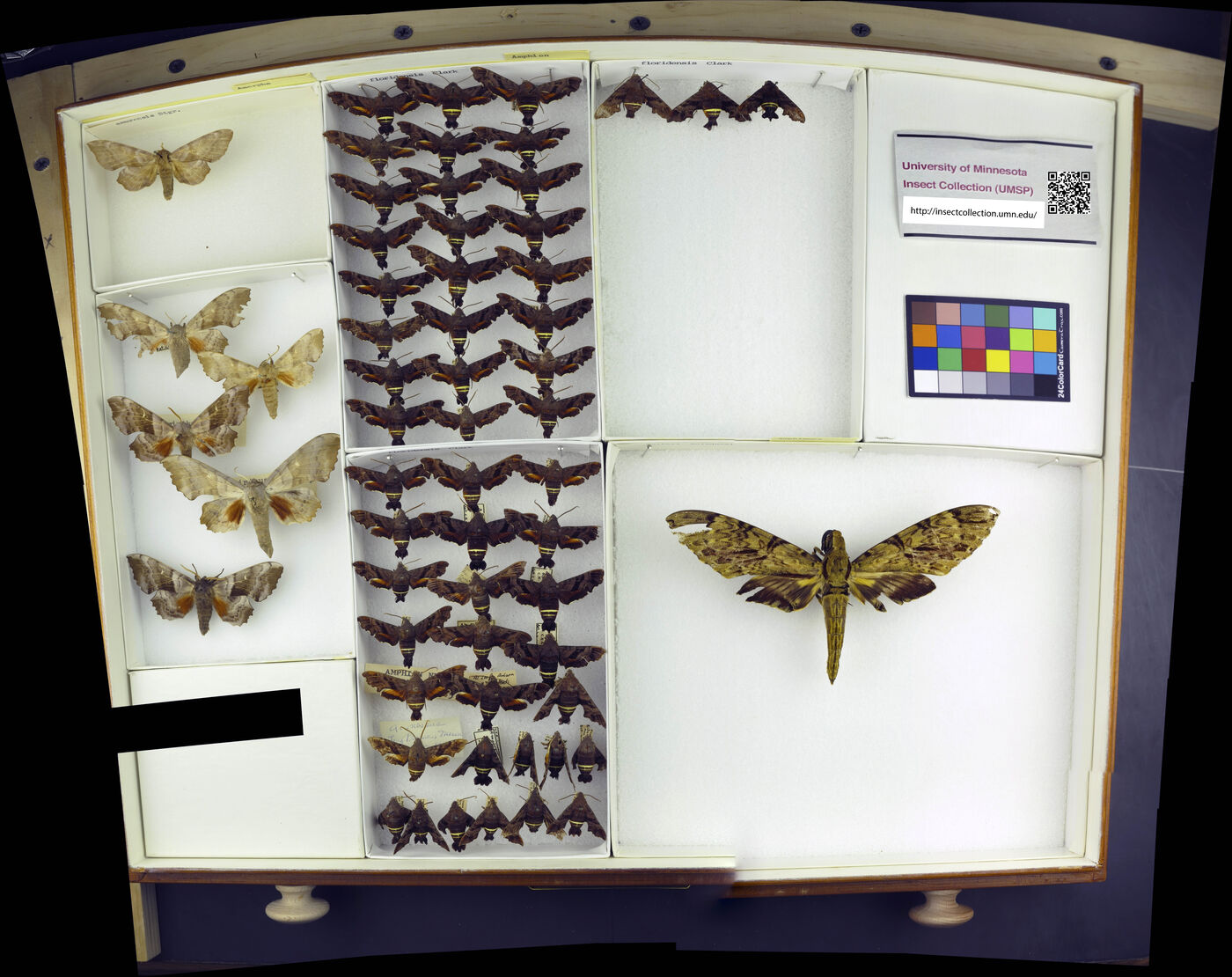 Amphion floridensis image