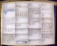 Media resource of Cernotina declinata