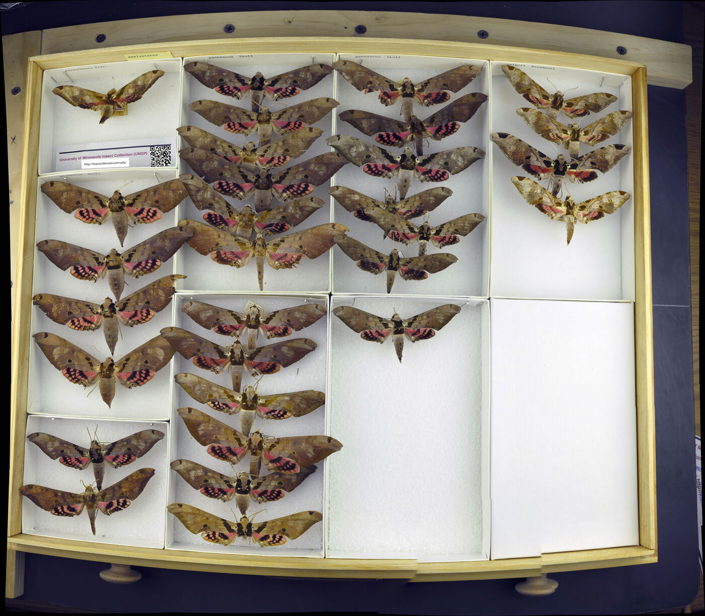 Adhemarius gannascus image