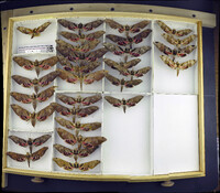 Media resource of Adhemarius gannascus