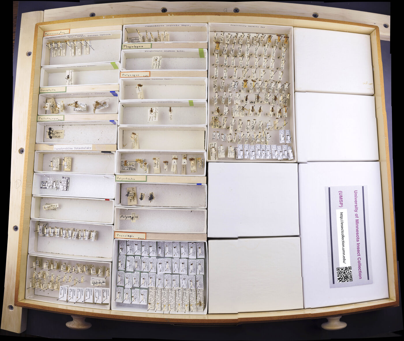 Myrmecocystus mexicanus image