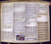 Media resource of Cyrnellus fraternus