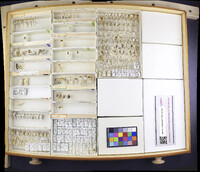 Myrmecocystus mexicanus image