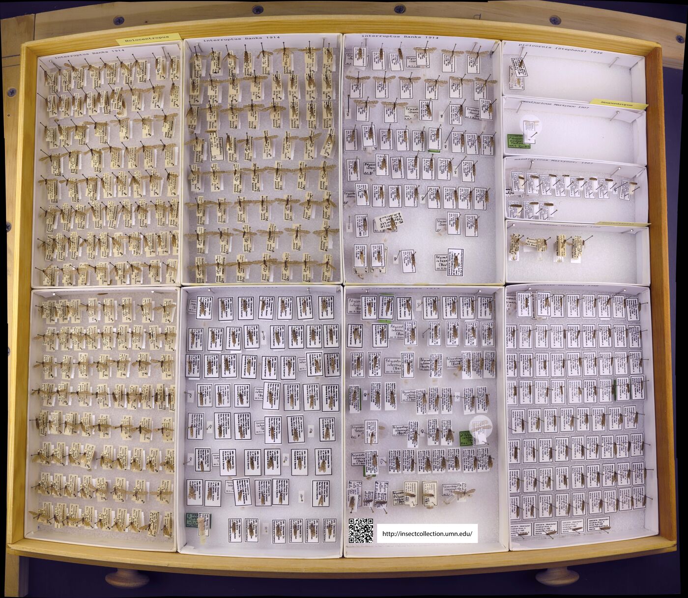 Holocentropus interruptus image