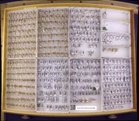 Media resource of Holocentropus interruptus