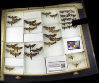 Media resource of Callionima denticulata