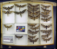 Media resource of Cechenena helops