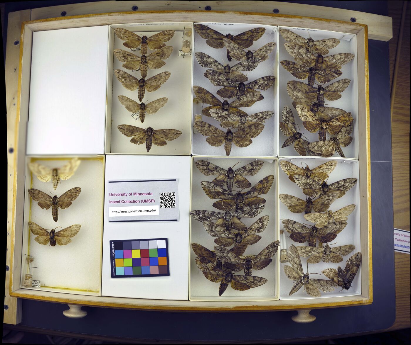 Ceratomia catalpae image