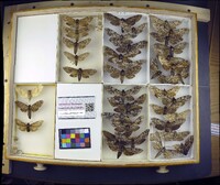 Media resource of Ceratomia catalpae