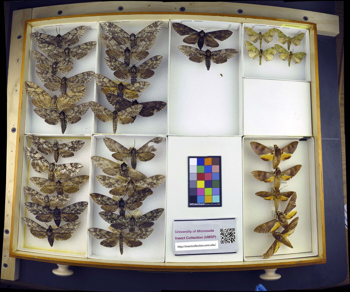 Ceratomia undulosa image