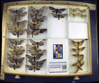 Media resource of Ceratomia undulosa