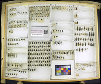 Media resource of Agonum rufipes