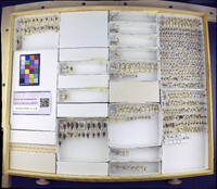 Media resource of Clastoptera obtusa