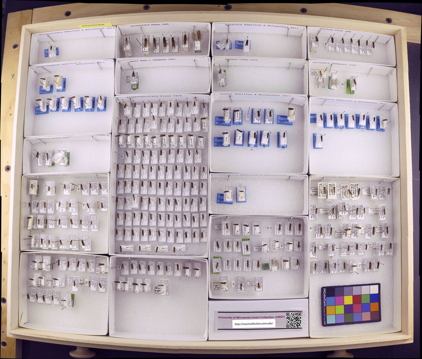 Polycentropus acinaciformis image