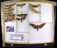 Media resource of Clanis bilineata