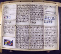 Media resource of Polycentropus connatus