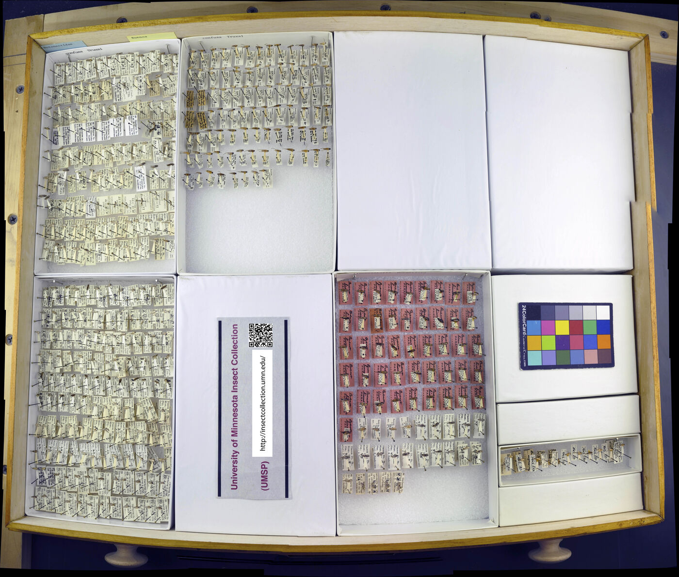 Buenoa confusa image