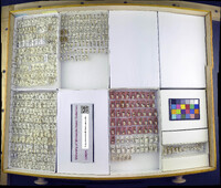 Media resource of Buenoa confusa