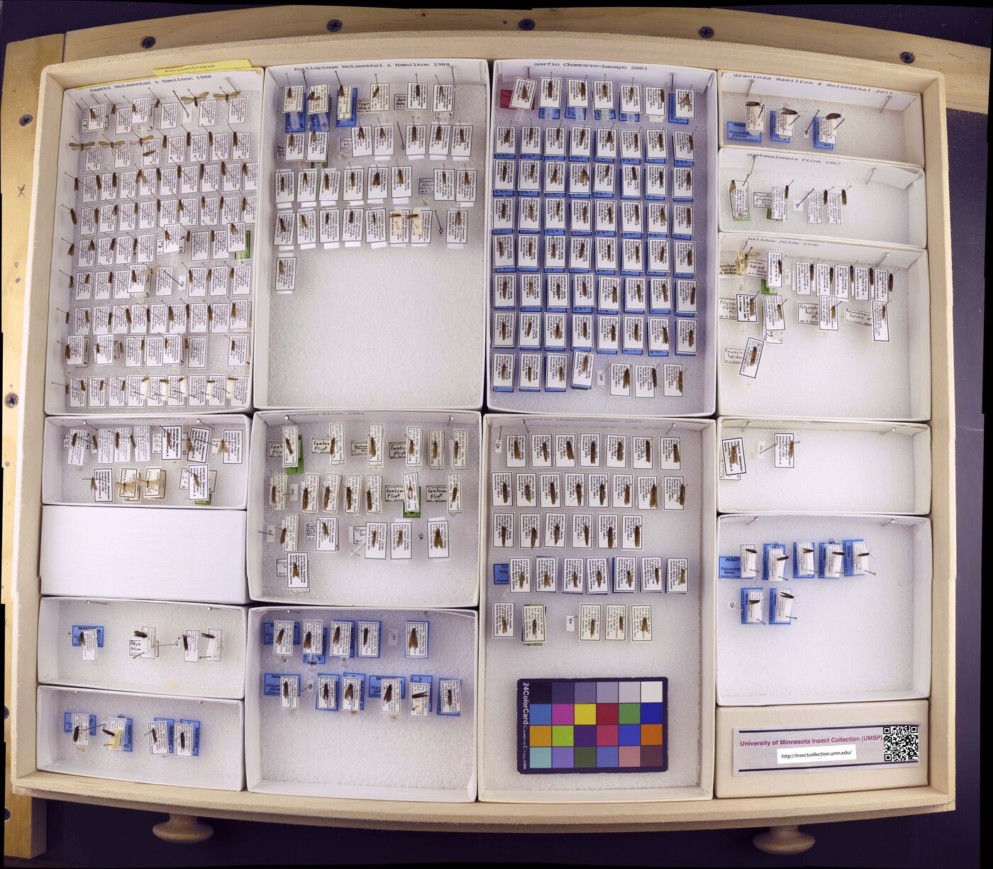Polycentropus fasthi image