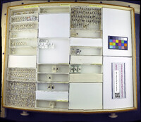 Media resource of Neodexiopsis ovata