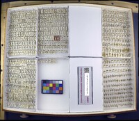 Media resource of Buenoa macrotibialis