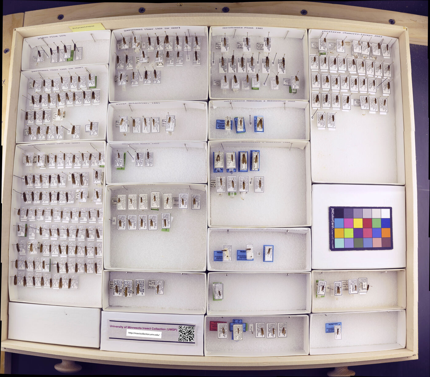 Polycentropus jeldesi image
