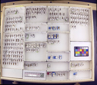 Media resource of Polycentropus jeldesi