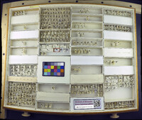 Media resource of Fannia americana