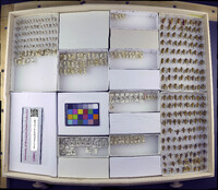 Media resource of Buenoa margaritacea