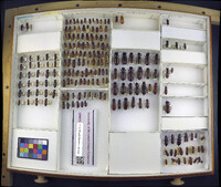 Media resource of Birandra angulicollis