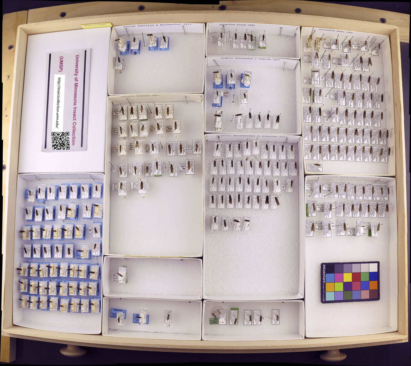 Polycentropus soniae image